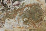 Petrified Wood Slab - Nicaragua (Rare Location) #143999-1